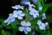 Mt_Meru_009