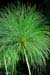 Mt_Meru_011