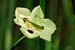 Mt_Meru_012