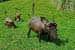 Mt_Meru_013