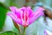 Mt_Meru_015