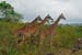 Mt_Meru_021