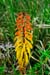 Mt_Meru_042