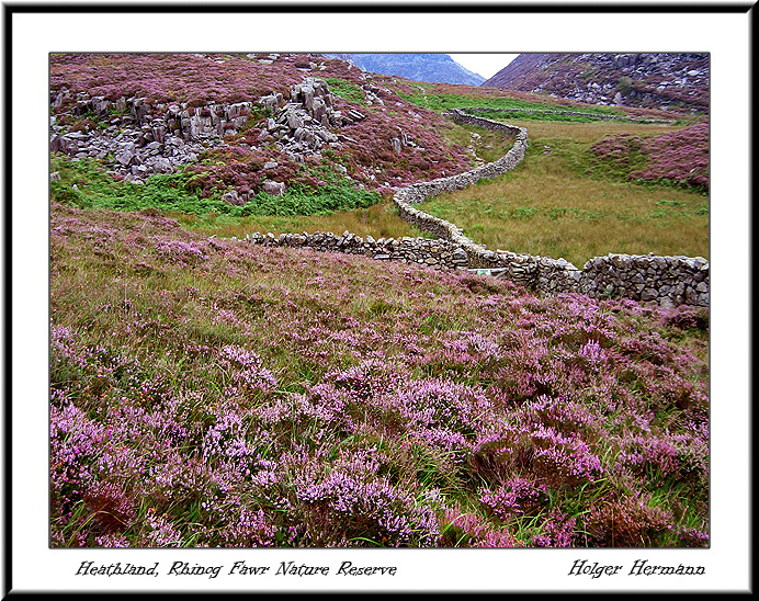Wales_029