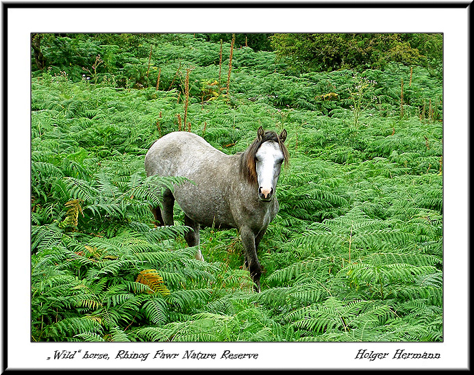 Wales_037