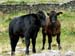 Wales_027