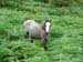 Wales_037