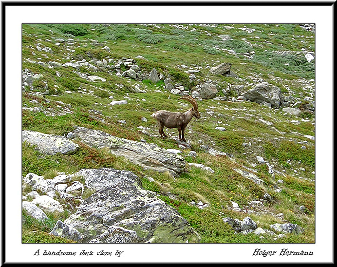 Weissmies_012