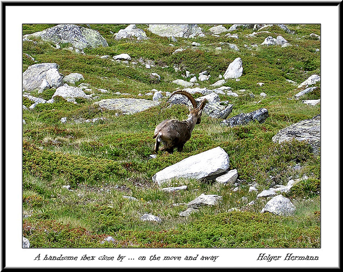 Weissmies_013